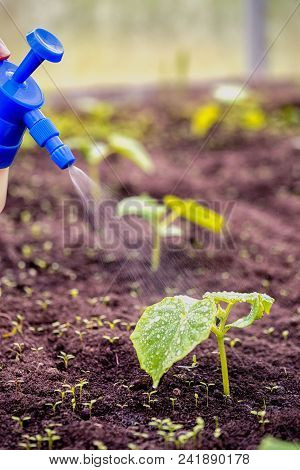 Top Dressing Of New Cucumber Seedlings Plant With Liquid Fertilizer From The Scatterer