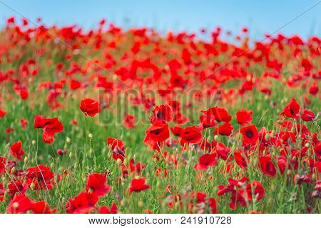 Remembrance Day, Anzac Day, Serenity. Opium Poppy, Botanical Plant, Ecology. Poppy Flower Field, Har
