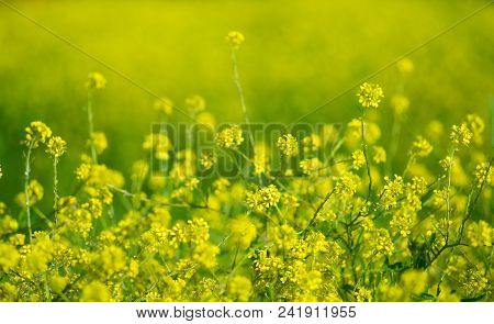 Beautiful Flower Of The Rapeseed Closeup On A Blurred Background, Selective Focus.