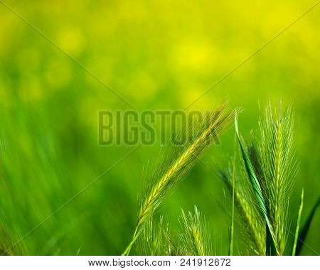 Fresh Green Grass With Water Droplet In Sunshine