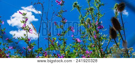 Flower Fields In The City In Saint Etienne