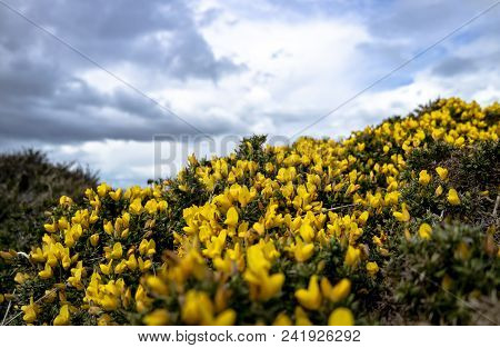 Bromm Flowers Close-up With The Irish Sea In Background.