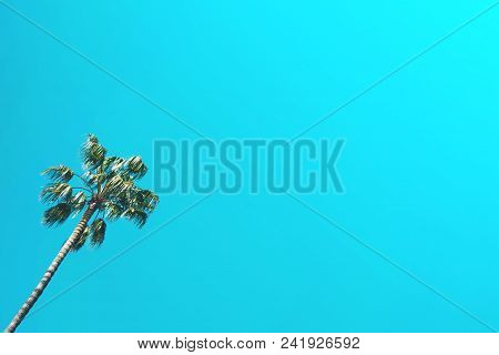 Palm Tree Against Blue Sunny Sky. Creative Summer Concept.