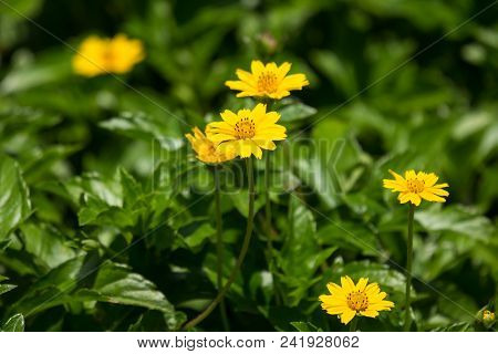 Closeup Small Singapore Daisy Flower