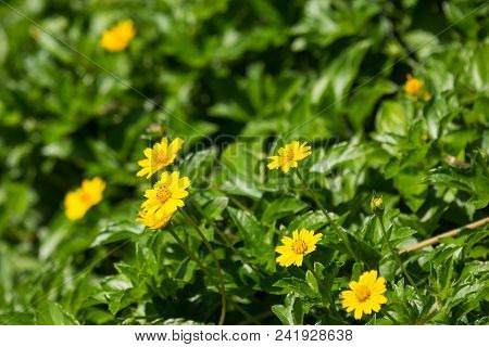 Closeup Small Singapore Daisy Flower