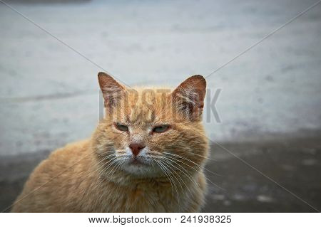 Portrait Of A Happy Red Cat Cllose-up