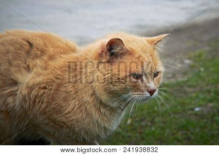 Portrait Of A Happy Red Cat Cllose-up