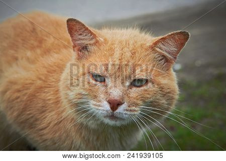 Portrait Of A Happy Red Cat Cllose-up
