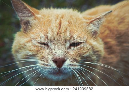 Portrait Of A Happy Red Cat Cllose-up