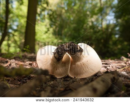 Close Up White Cap St George's Mushroom - Calocybe Gambosa