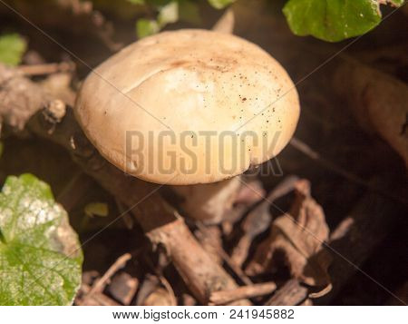 Close Up White Cap St George's Mushroom - Calocybe Gambosa