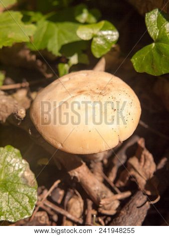 Close Up White Cap St George's Mushroom - Calocybe Gambosa