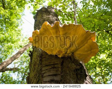 Close Up Chicken Of The Woods, Sulphur Shelf On Bark - Laetiporus Sulphureus
