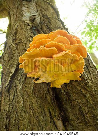 Close Up Chicken Of The Woods, Sulphur Shelf On Bark - Laetiporus Sulphureus
