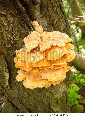 Close Up Chicken Of The Woods, Sulphur Shelf On Bark - Laetiporus Sulphureus