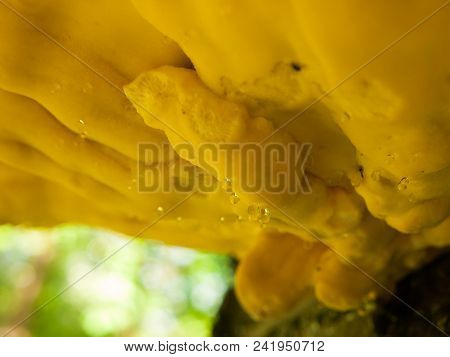 Close Up Chicken Of The Woods, Sulphur Shelf On Bark - Laetiporus Sulphureus Dew Macro