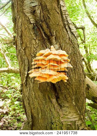 Close Up Chicken Of The Woods, Sulphur Shelf On Bark - Laetiporus Sulphureus