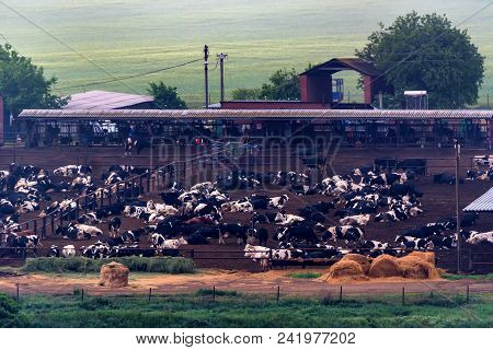 Farm With Open Barn And Many Cows Resting On Ground