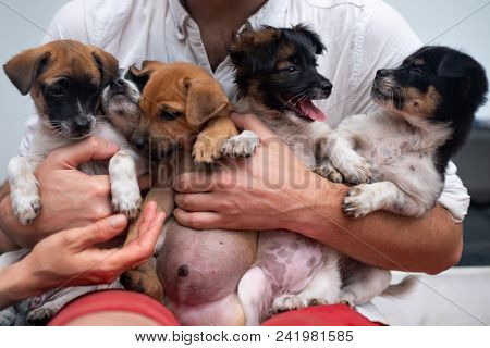 Young Man Holding 5 Puppies In His Hands. Cute Gog Family Together. Rescue Animal Concept