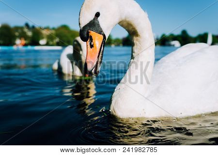 Close Up Of Cute White Grace Swan With Open Beak On The Alster Lake On A Sunny Day In Hamburg.