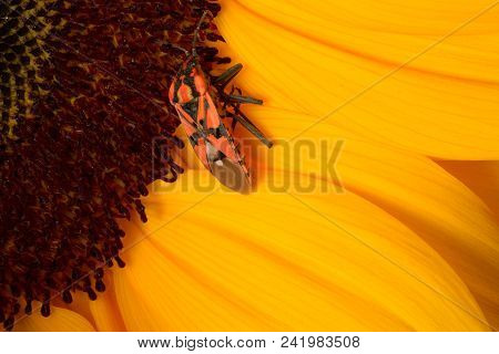 Beautiful Yellow Sunflower