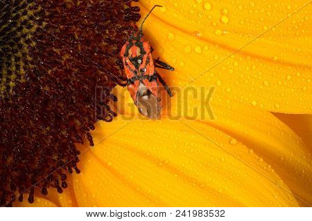 Beautiful Yellow Sunflower