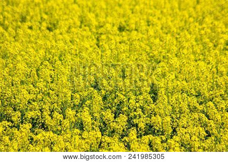 Blooming Yellow Rapeseed Field