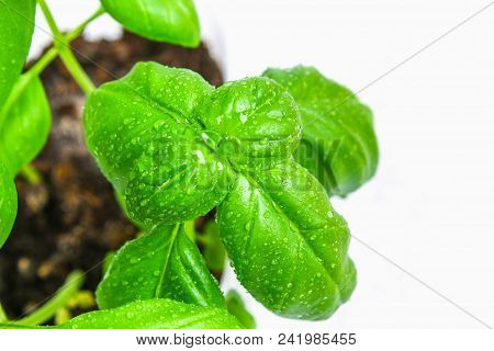 Green Home Basil, Spicy Herb In A Pot