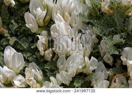 Flowers Of The Milkvetch Astragalus Angustifolius