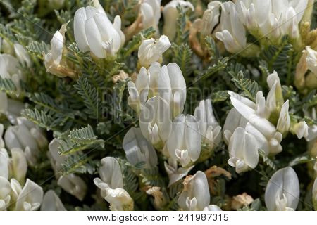 Flowers Of The Milkvetch Astragalus Angustifolius