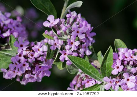 Flowers Of An Alternate-leaved Butterfly-bush (buddleja Alternifolia)