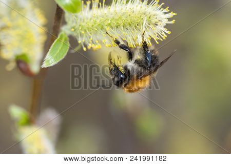A Bee Hovering While Collecting Pollen From Pussy Willow Blossom. Hairs On Bee Are Covered In Yellow