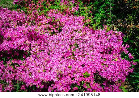 Field Of Bright Pink Rhododendrons Blooming, Rhododendron Flowers .