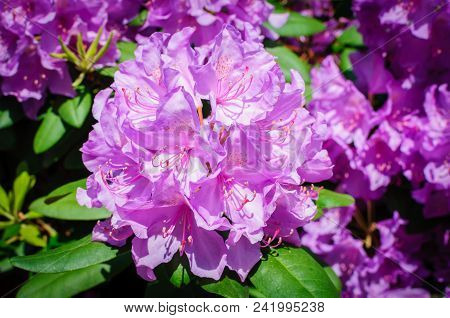Pink Rhododendrons Blooming, Rhododendron Flowers Close Up.
