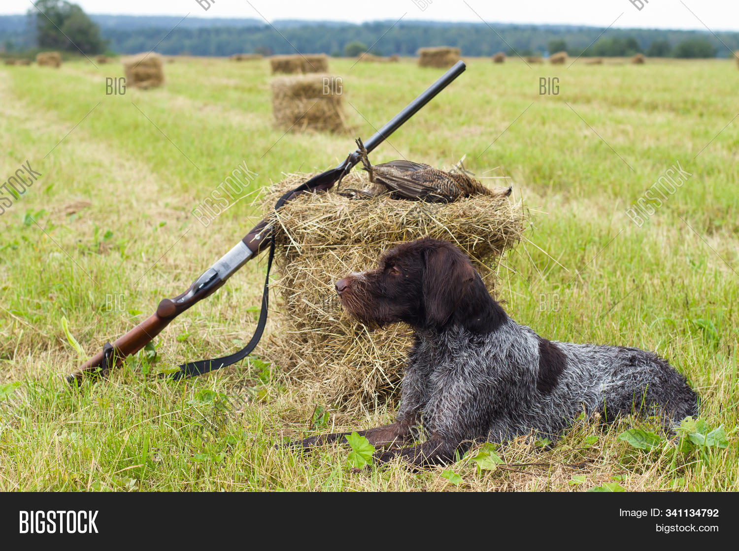 Hunting Dog Lies Next Image & Photo (Free Trial) Bigstock