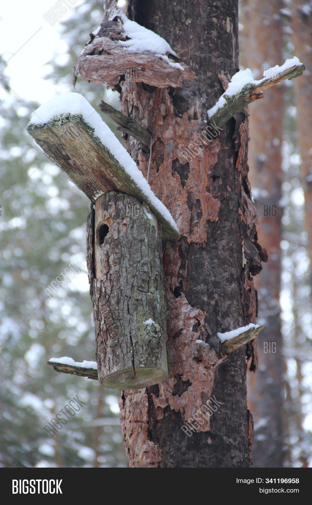 Nestling Box Fastened Image & Photo (Free Trial) Bigstock