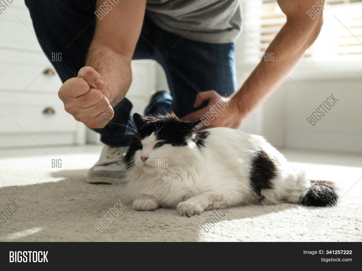 Cat with headphones. Beating cat. Sofiadelmonstro кошка видео. Beating cat. Beating cat.