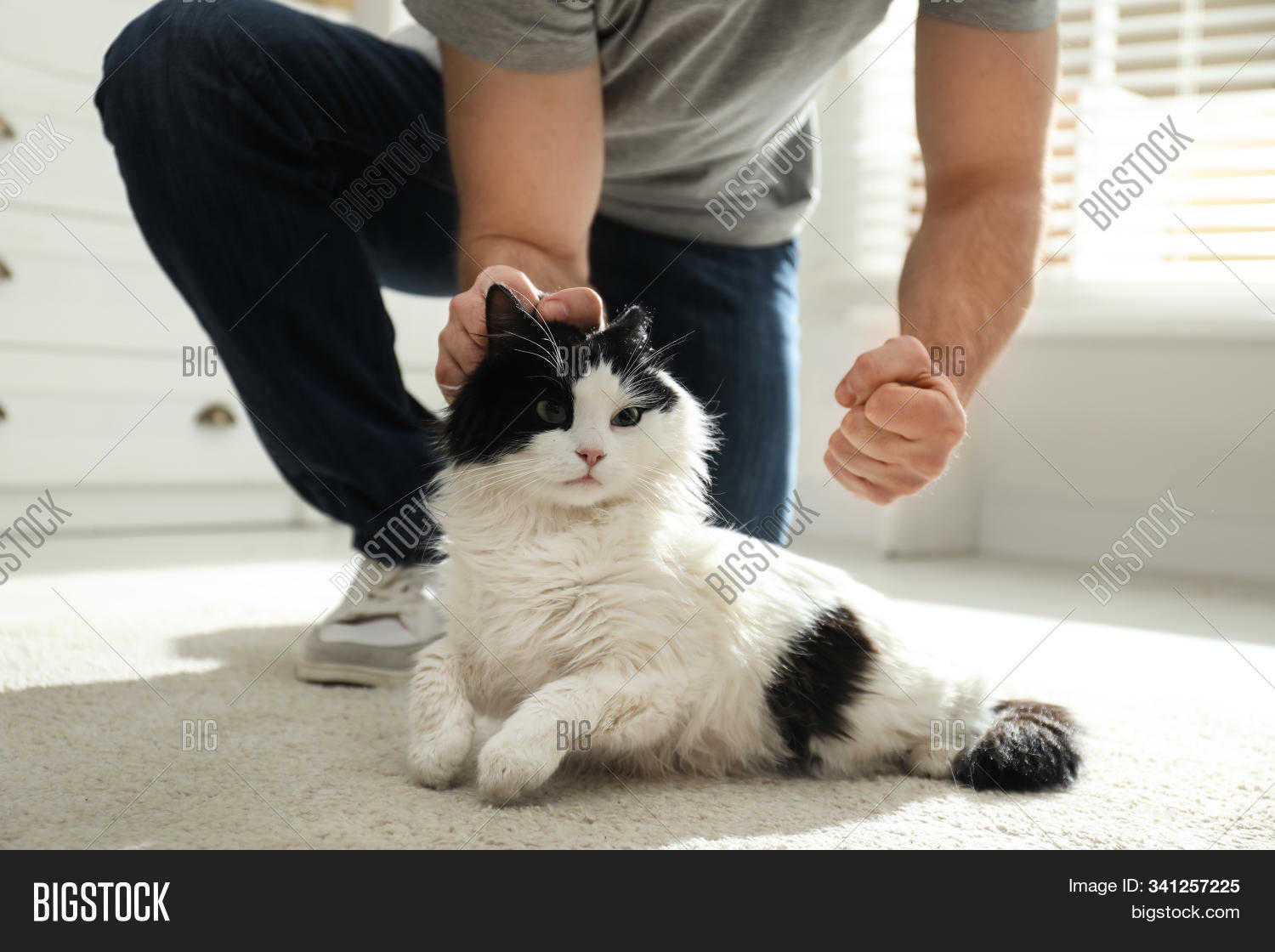 злая кошка у ветеринара. сумасшедший ветеринар. Beating cat. Lynian cat beat. Cat in headphones.