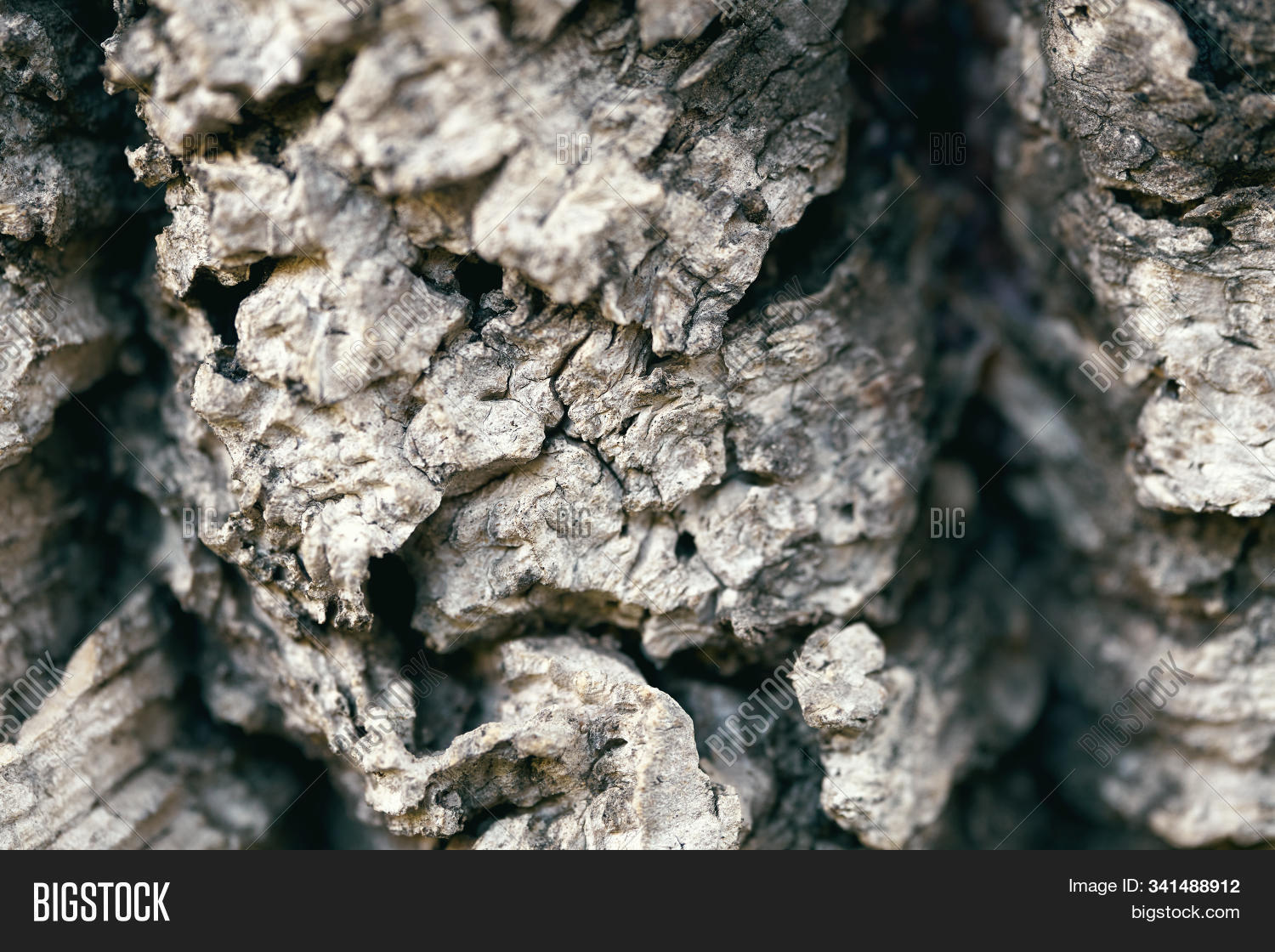 Texture Cork Tree Bark Image & Photo (Free Trial) Bigstock
