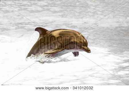 Jumping Wild Speedy Bottlenose Dolphin In Black Sea. Grey Water Background.