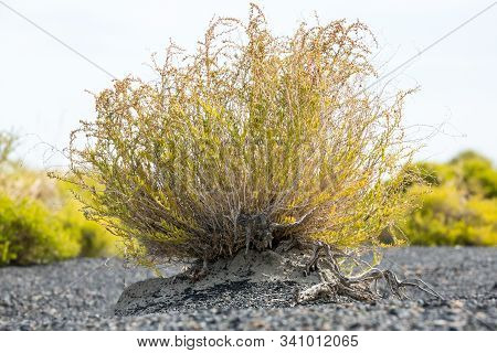 Green Sage Brush In Grey Gravel In The Nevada Desert