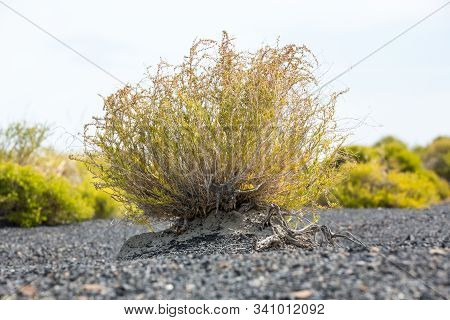 Green Sage Brush In Grey Gravel In The Nevada Desert