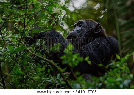 (pan Troglodytes) Is An African Ape Uganda.