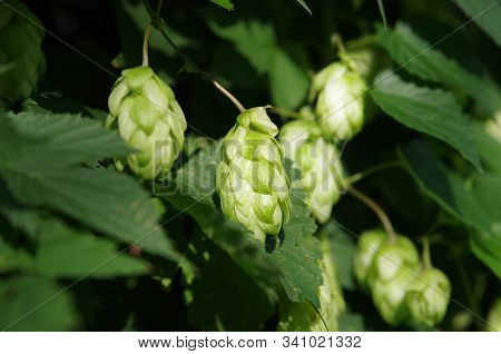 Wild Green Hops (humulus Lupulus) In A Forest Near Kyiv, Ukraine. Macro Shot