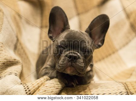 Squinting, French Bulldog Puppy Lies On A Checkered Blanket