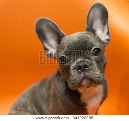 Portrait Of A French Bulldog Puppy On A Contrasting Orange Background