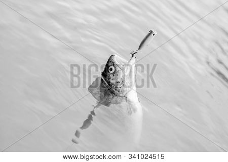 Fish Open Mouth Hang On Hook. Fish Hook Or Fishhook Is Device For Catching Either By Impaling In Mou