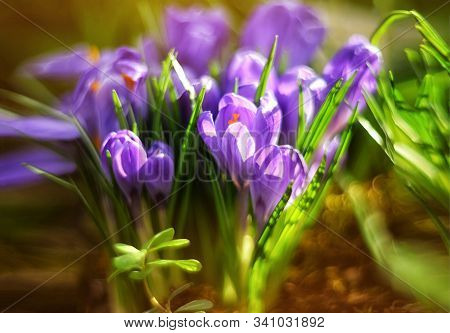Beautiful First Spring Flowers Lilac Crocuses On Blurred Background With Bokeh
