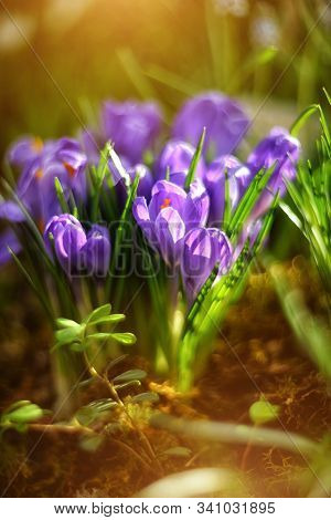 Beautiful First Spring Flowers Lilac Crocuses On Blurred Background With Bokeh