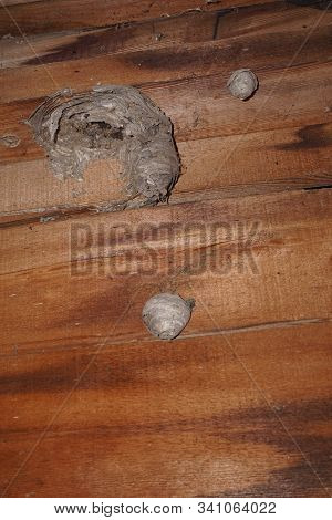 An Old Paper Wasp (polistes Dominula) Nest Attached To The Wooden Wall Of A Shed In Harbor Springs, 
